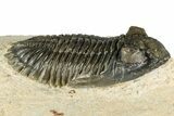 Bargain, Hollardops Trilobite Fossil - Ofaten, Morocco #351261-2